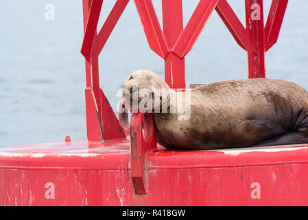 L'État de Washington, USA, Puget Sound. Harbour Seal sur bouée channel. Poser mignon Banque D'Images