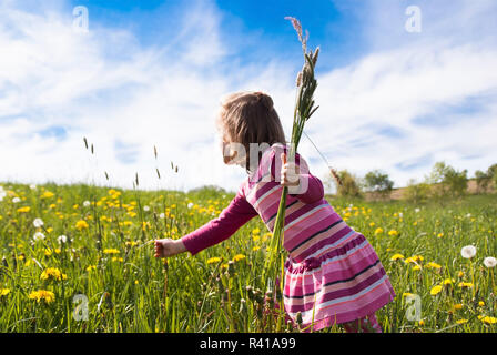 Une petite fille cueillette des fleurs dans une prairie de printemps - partie 1 Banque D'Images