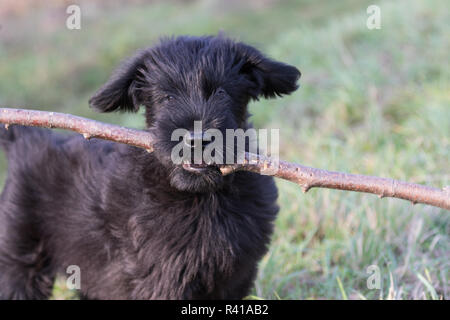 Portrait de la puppy de chien Schnauzer noir géant Banque D'Images