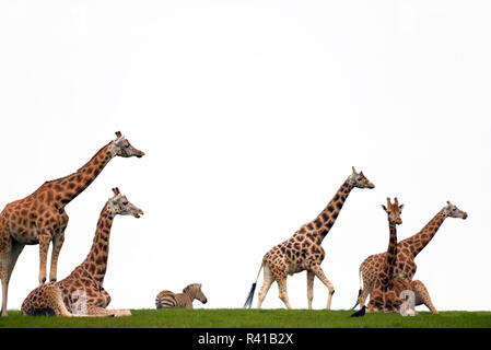 Des zèbres et des girafes se reposant dans l'herbe Banque D'Images