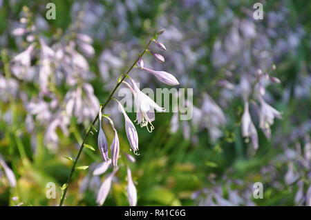 Seule branche de bellflower sur le floral background Banque D'Images