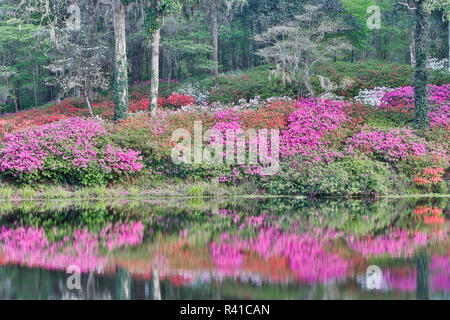 Les azalées en fleurs reflètent dans l'étang calme Middleton Place, Charleston, Caroline du Sud Banque D'Images