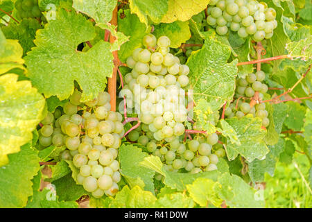 Raisins mûrs à vineyard Banque D'Images