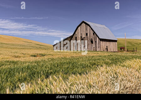 Champs de blé et de grange, région de l'Est de l'agriculture Palouse Washington State Banque D'Images