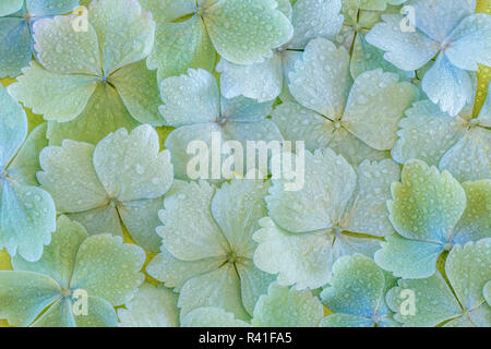 L'État de Washington, USA, Seabeck. Les fleurs d'hortensias humide close-up. Banque D'Images