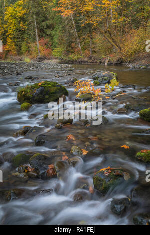 L'État de Washington, USA, Olympic National Forest. Forêt d'Automne Couleurs et rivière. Banque D'Images