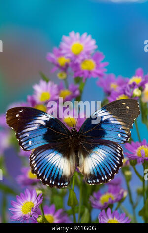 Le diadème Bleu papillon, Hypolimnas salmacis sur Asters bleu Banque D'Images