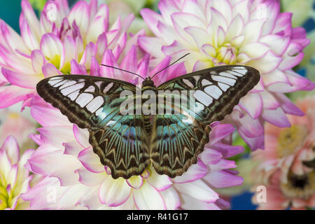 Clipper bleu papillon, Parthenos Sylvia sur Dahlia Banque D'Images