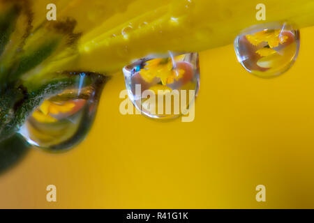 En raison de la rosée sur l'image macro fleurs mamans jaune Banque D'Images