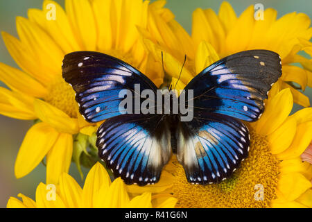 Le diadème Bleu papillon, Hypolimnas salmacis, et tournesols jaunes Banque D'Images