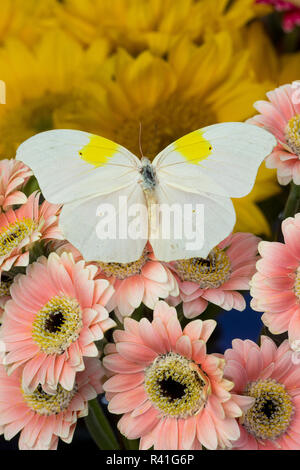 Angle blanc-papillon, Parabuteo sur Gerber Daisies Banque D'Images