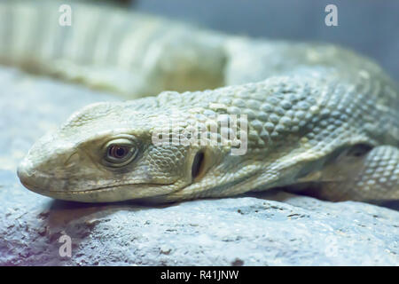 Moniteur de savane Banque D'Images
