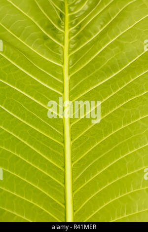 Plumeria leaf Banque D'Images