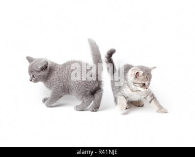 British chatons jouant Banque D'Images