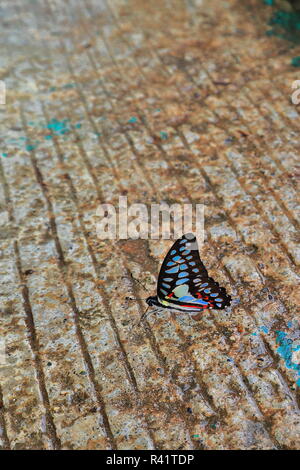 Graphium doson-common jay butterfly. La rivière souterraine de Princesa Sabang-Puerto Park-Palawan.Nnal-Philippines-0791 Banque D'Images