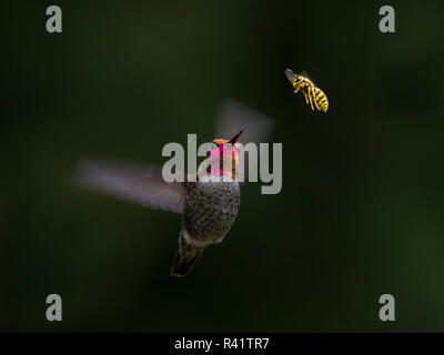 USA, l'État de Washington. Homme Anna's Hummingbird (Calypte anna) affronte une veste jaune wasp en compétition pour la même source de nectar. Banque D'Images
