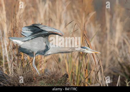 USA, l'État de Washington. Grand Héron (Ardea herodias) s'étire le cou et les ailes adultes dans un marais à quenouilles. Banque D'Images