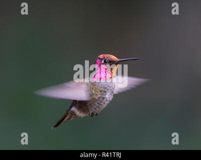 USA, l'État de Washington. Homme Anna's Hummingbird (Calypte anna) affiche son gorgerin en vol stationnaire en vol. Banque D'Images