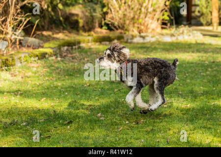 Issaquah, Washington State, USA. Chiot Schnoodle exécutant avec enthousiasme dans sa cour. (PR) Banque D'Images