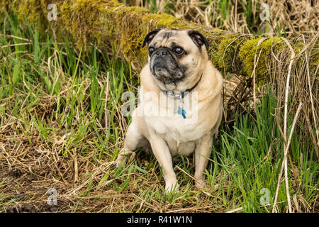 Redmond, État de Washington, USA. De couleur fauve le Pug posant devant une clôture en couvert de mousse Marymoor Park. (PR) Banque D'Images