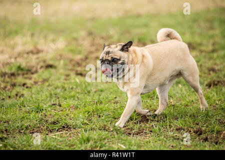 Redmond, État de Washington, USA. De couleur fauve marche Pug dans un champ de Marymoor Park. (PR) Banque D'Images