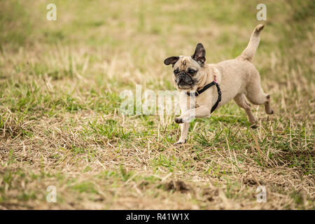 Redmond, État de Washington, USA. De couleur fauve en Pug dans un champ de Marymoor Park. (PR) Banque D'Images