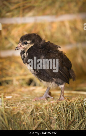 Poussin noir Americana debout sur une balle de foin. (PR) Banque D'Images