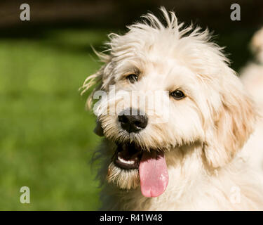 Issaquah, Washington State, USA. Cinq mois Goldendoodle chiot haletant après beaucoup d'écoute. (PR) Banque D'Images