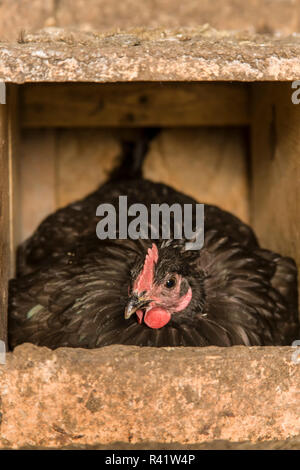 Oeillet, de l'État de Washington, USA. Astralorp noir les poulets sont connus pour être de bonnes mères et gardiennes des nids. (PR) Banque D'Images