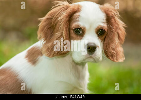 Issaquah, Washington State, USA. Cavalier King Charles Spaniel chiot âgé de quatre mois. (PR) Banque D'Images