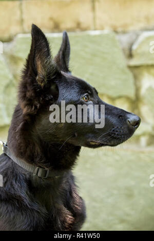 Issaquah, Washington State, USA. Close-up portrait of a quatre mois du chiot Berger Allemand. (PR) Banque D'Images