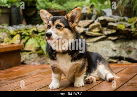 Issaquah, Washington State, USA. Six mois chiot Corgi posant sur sa terrasse en bois. (PR) Banque D'Images