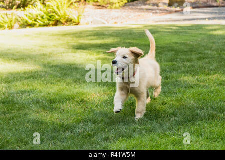 Issaquah, Washington State, USA. Chiot Golden Retriever exécutant dans sa cour. (PR) Banque D'Images