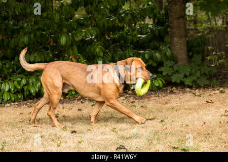 Issaquah, Washington State, USA. Redfox Labrador exécuté avec un anneau jouet dans sa bouche. (PR) Banque D'Images