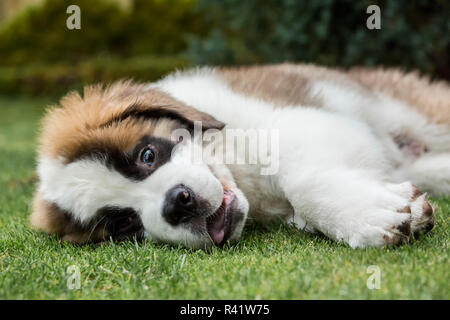 Renton, Washington State, USA. Trois mois vieux Saint Bernard chiot à la wild-eyed comme il prend une pause rapide depuis le jeu. (PR) Banque D'Images