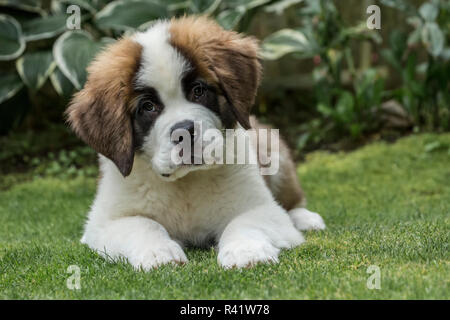 Renton, Washington State, USA. Portrait de trois mois chiot Saint Bernard dans sa cour. (PR) Banque D'Images