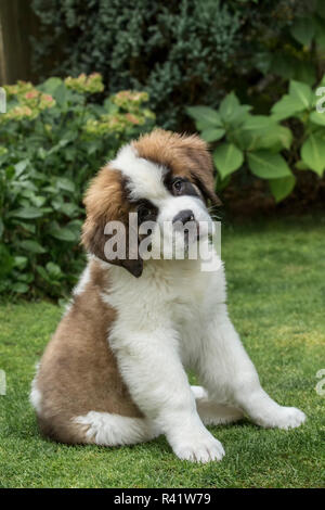 Renton, Washington State, USA. Portrait de trois mois chiot Saint Bernard dans sa cour. (PR) Banque D'Images