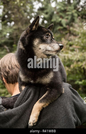 Issaquah, Washington State, USA. Trois ans d'Innus Shiba sur l'épaule par un jeune homme. (PR,MR) Banque D'Images