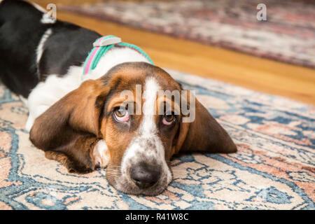 Trois mois Basset puppy à la triste comme elle allongé sur une couverture de secteur. (PR) Banque D'Images