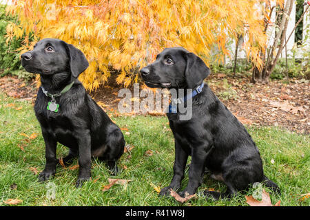 Bellevue, Washington State, USA. Trois mois chiots Labrador noir, formés pour s'asseoir et de séjour. (PR) Banque D'Images