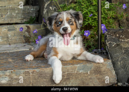 Sammamish, Washington State, USA. Trois mois chiot Berger Australien Bleu Merle posant devant quelques fleurs (PR) Banque D'Images