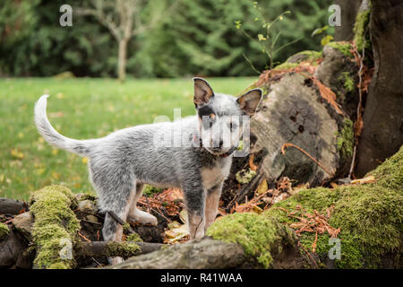 Issaquah, Washington State, USA. Dix semaine Australian Cattledog puppy playing autour de grandes racines d'arbres couverts de mousse. (PR) Banque D'Images