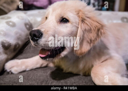 Portrait de quatre mois, chiot Golden Retriever se reposant dans son lit. (PR) Banque D'Images