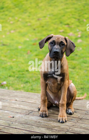 Issaquah, Washington State, USA. Quatre mois Rhodesian Ridgeback puppy assis sur une terrasse en bois. (PR) Banque D'Images
