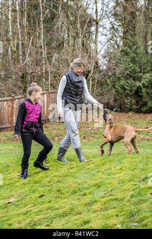 Issaquah, Washington State, USA. Quatre mois Rhodesian Ridgeback puppy playing courir avec un bâton avec son propriétaire et une jeune fille de 10 ans. (PR,MR) Banque D'Images