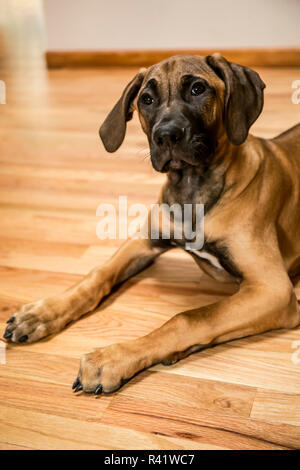 Quatre mois Rhodesian Ridgeback puppy couchée sur un sol en bois. (PR) Banque D'Images