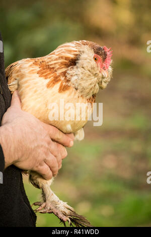 Issaquah, Washington State, USA. L'homme tenant son poulet Saumon Faverolles. (PR,MR) Banque D'Images