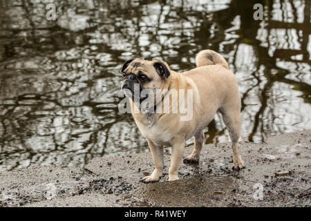 Redmond, État de Washington, USA. De couleur fauve, Pug Buddy, posant par la rivière Sammamish en Marymoor Park. (PR) Banque D'Images