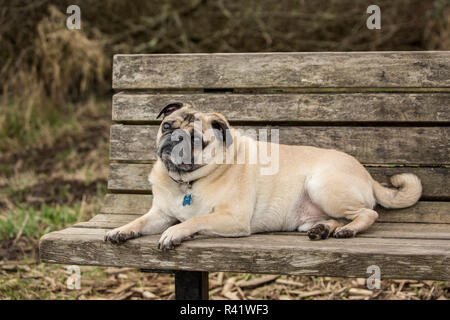 Redmond, État de Washington, USA. De couleur fauve, Pug Buddy, reposant sur un banc de parc en bois Marymoor Park. (PR) Banque D'Images