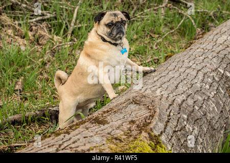 Redmond, État de Washington, USA. De couleur fauve, Pug Buddy, sur le point de sauter sur un arbre tombé dans la région de Marymoor Park. (PR) Banque D'Images